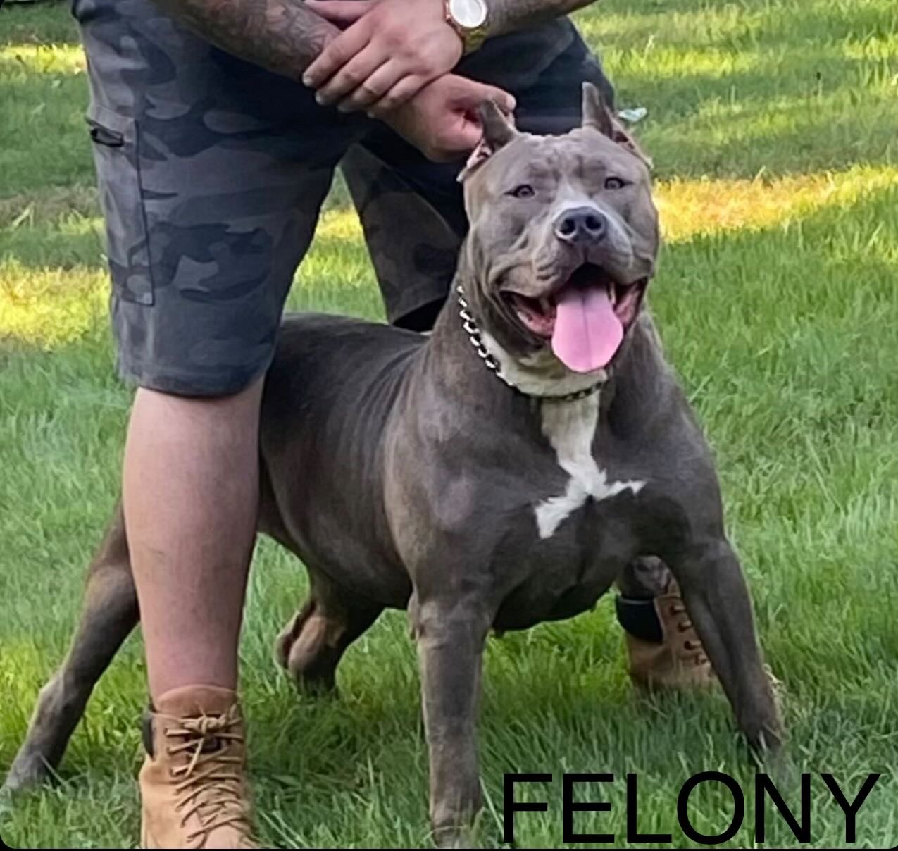 Dog Featured Image