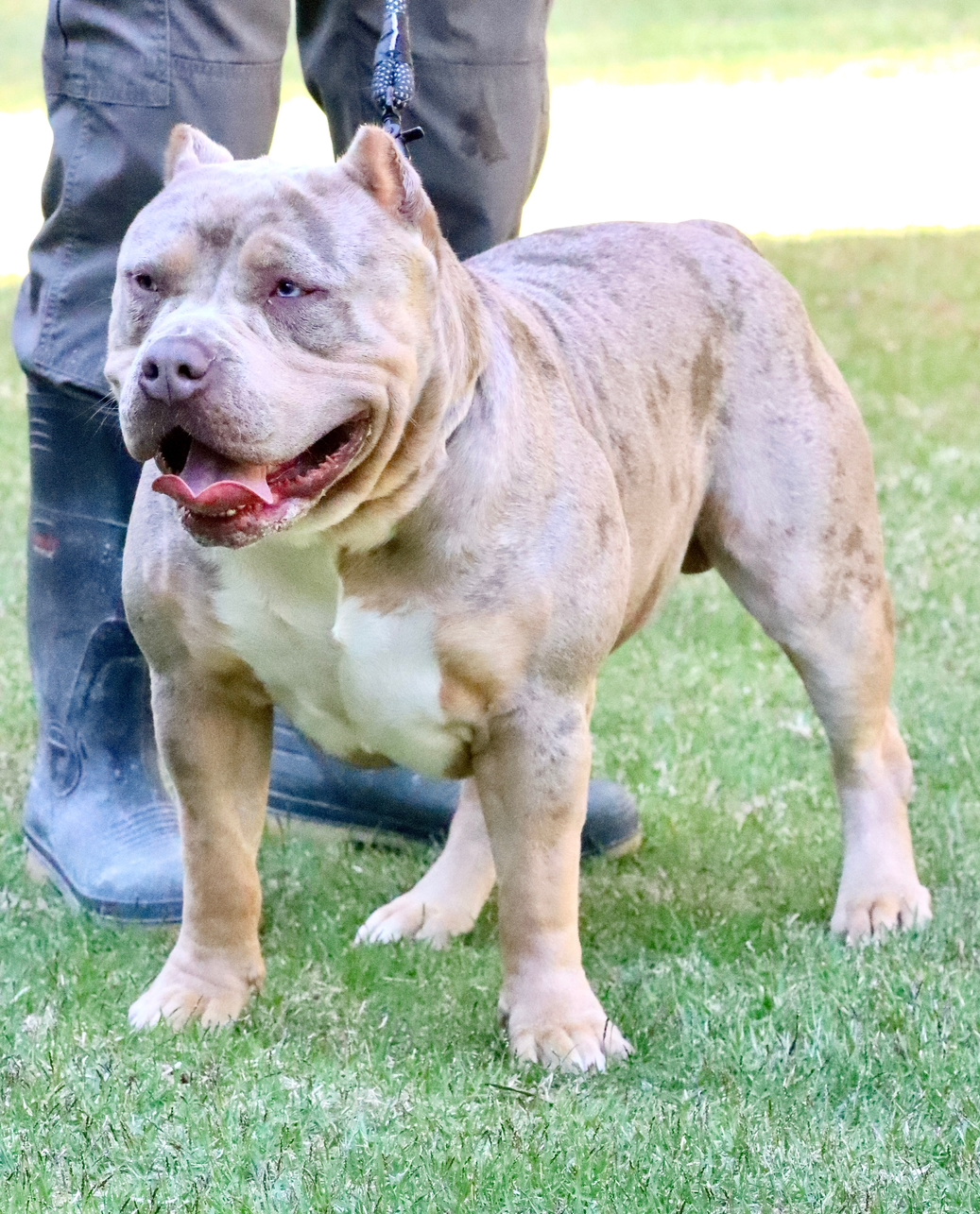 Dog Featured Image
