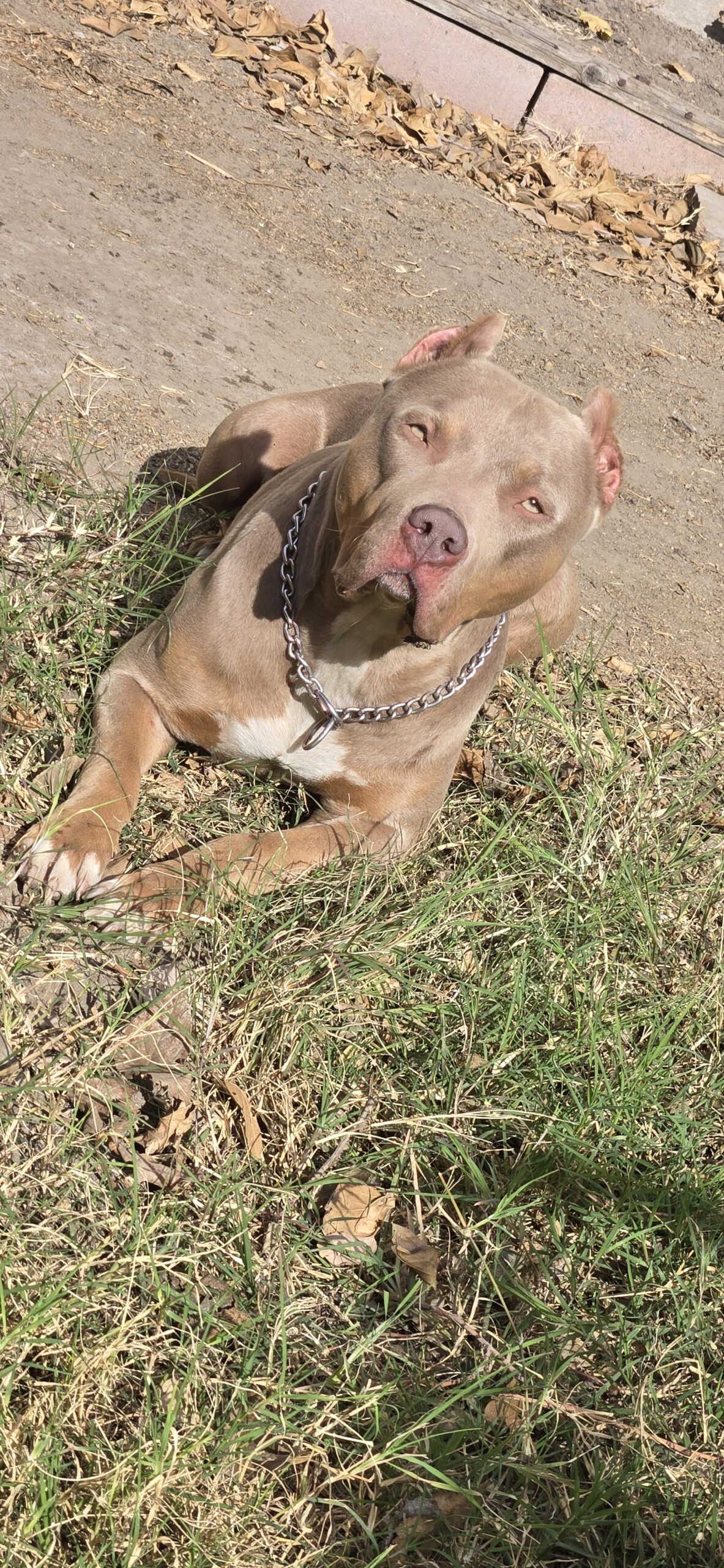 Dog Featured Image