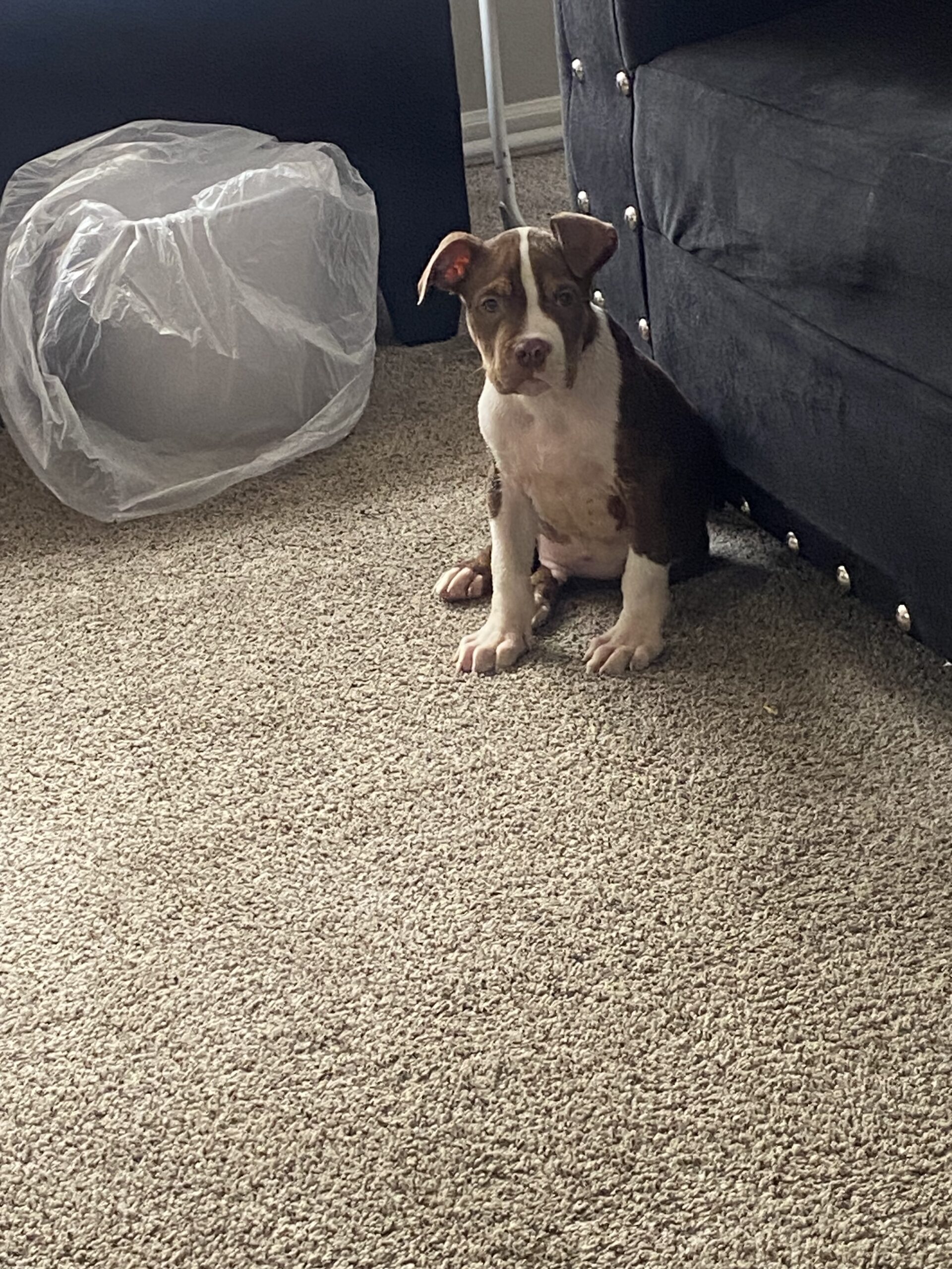 Dog Featured Image