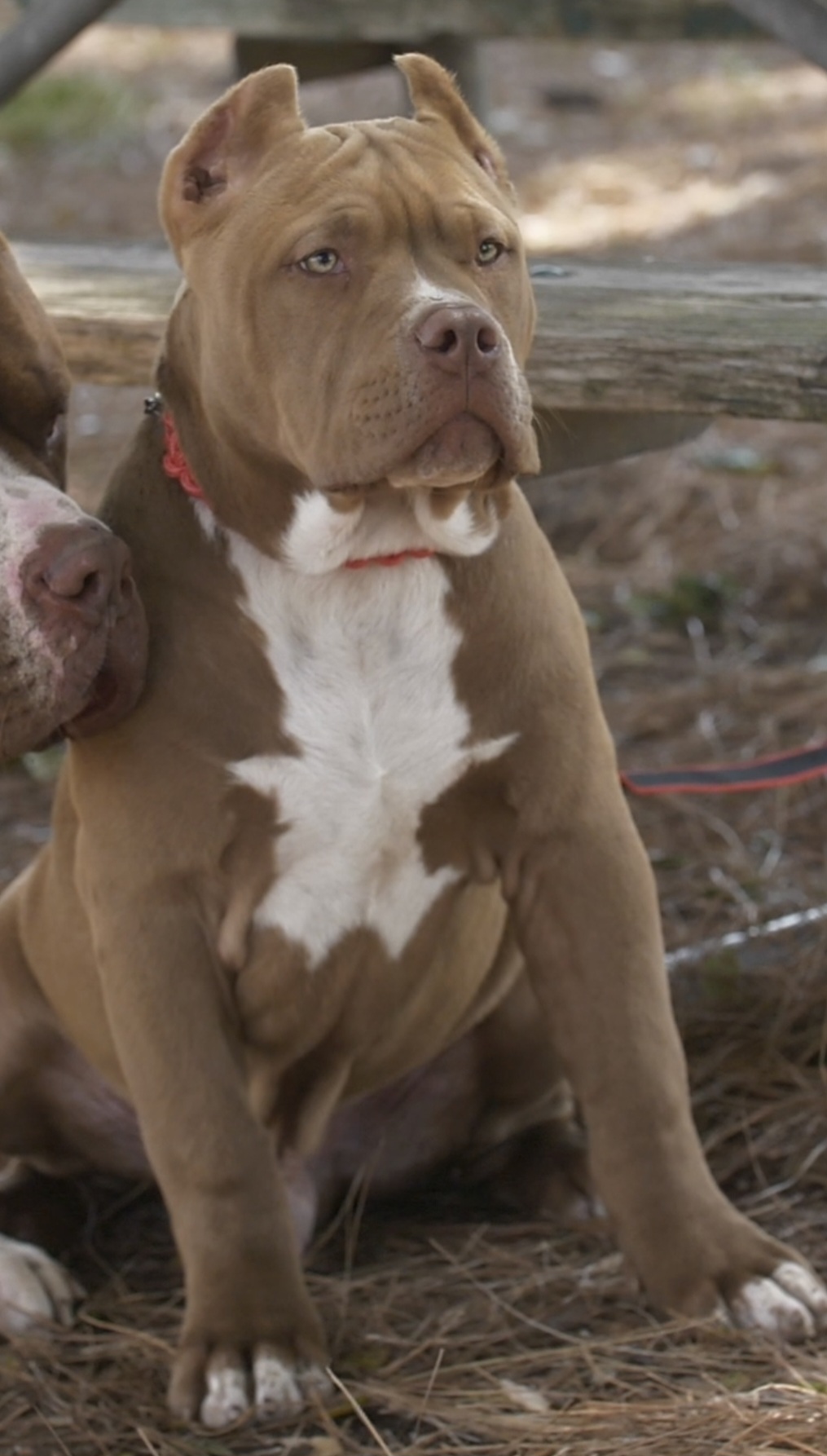 Dog Featured Image