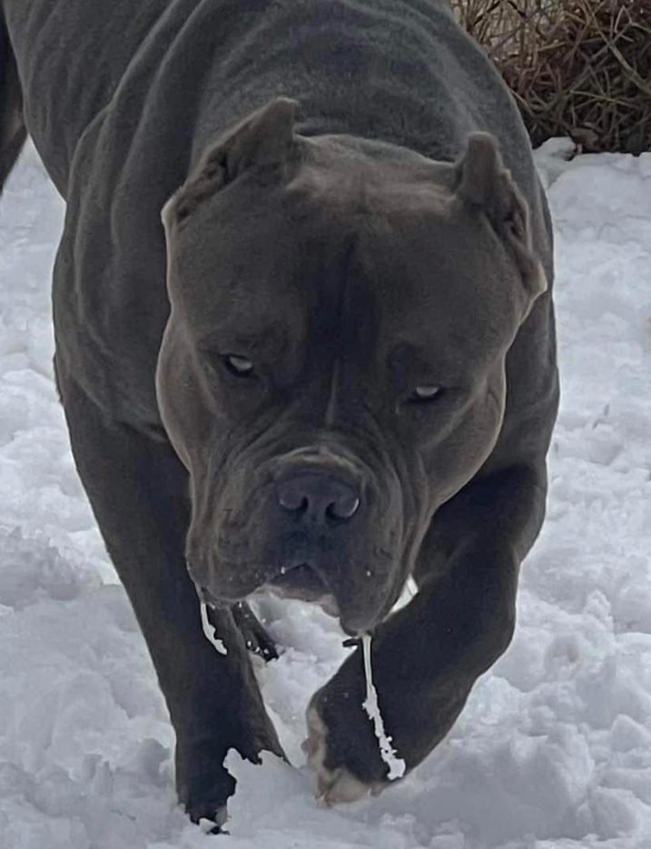 Dog Featured Image