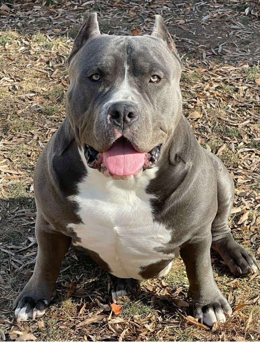 Dog Featured Image