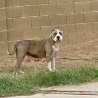 Dog Featured Image