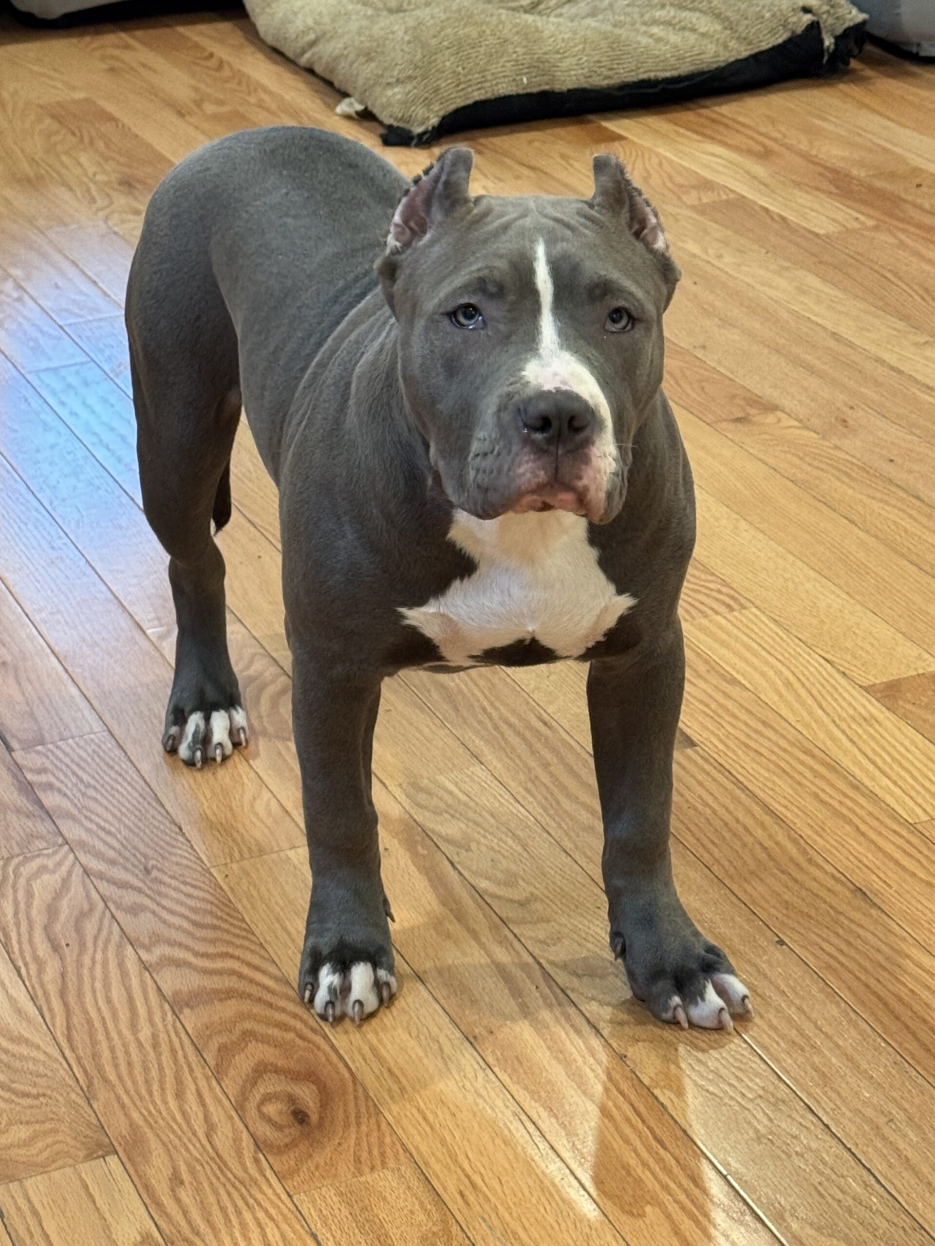 Dog Featured Image