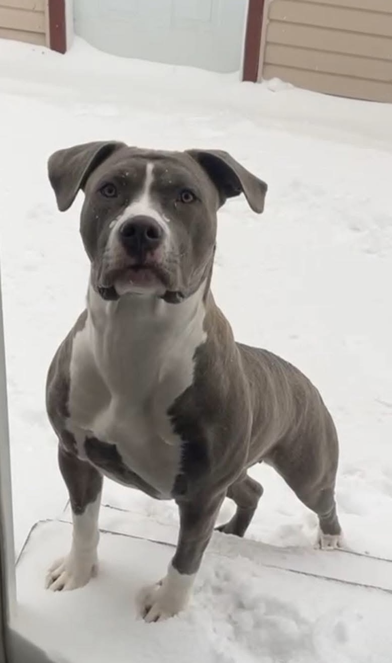 Dog Featured Image