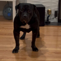 Dog Featured Image