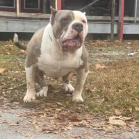 Dog Featured Image