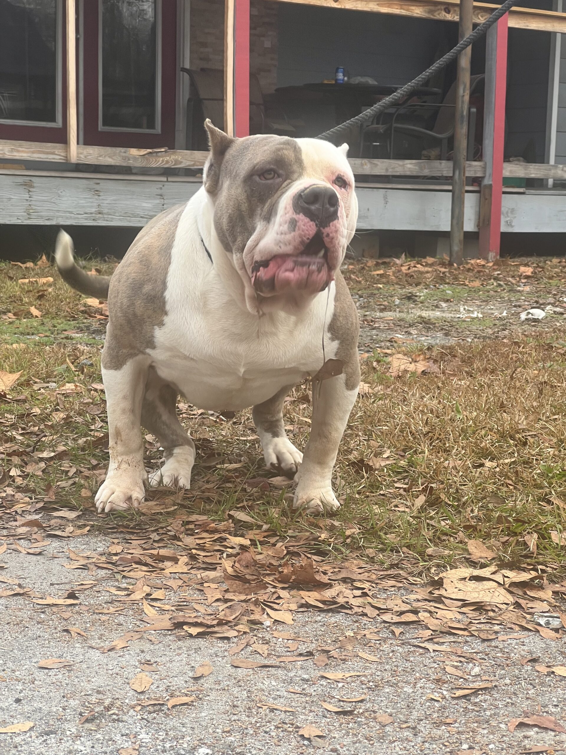 Dog Featured Image