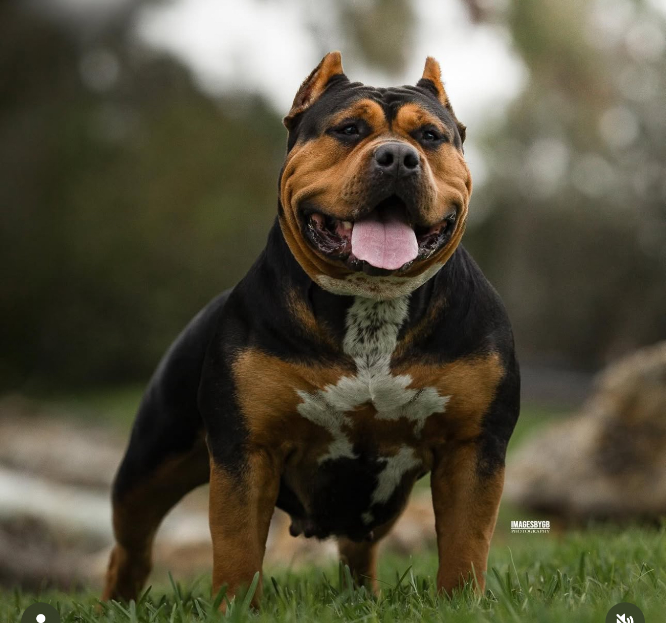 Dog Featured Image