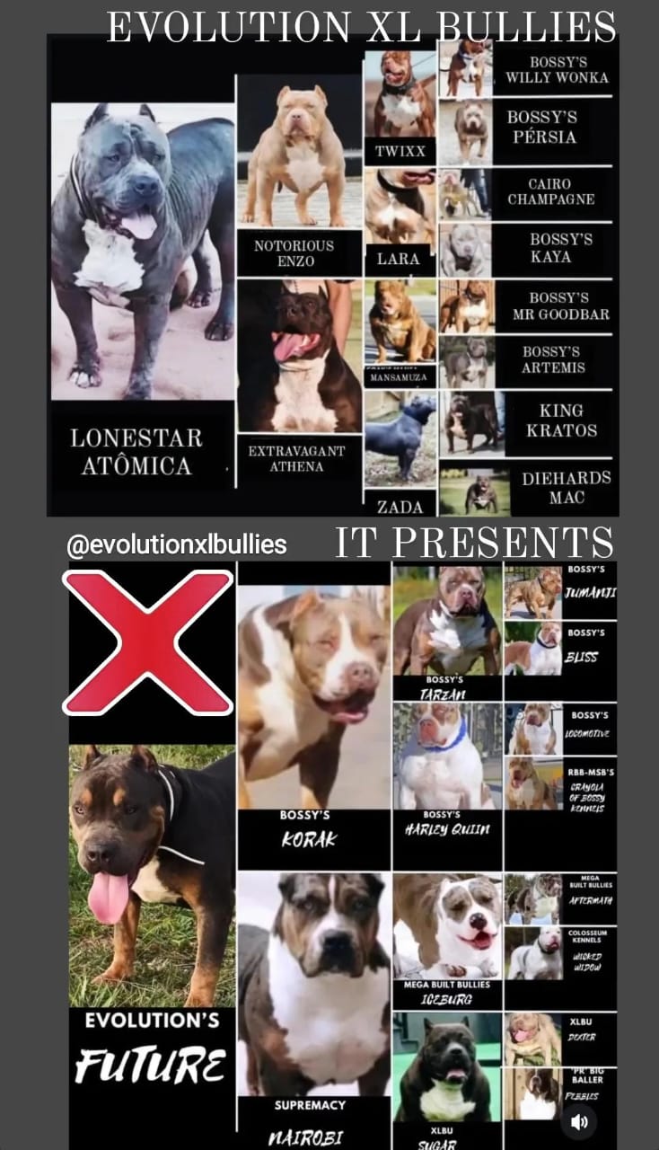 Dog Featured Image
