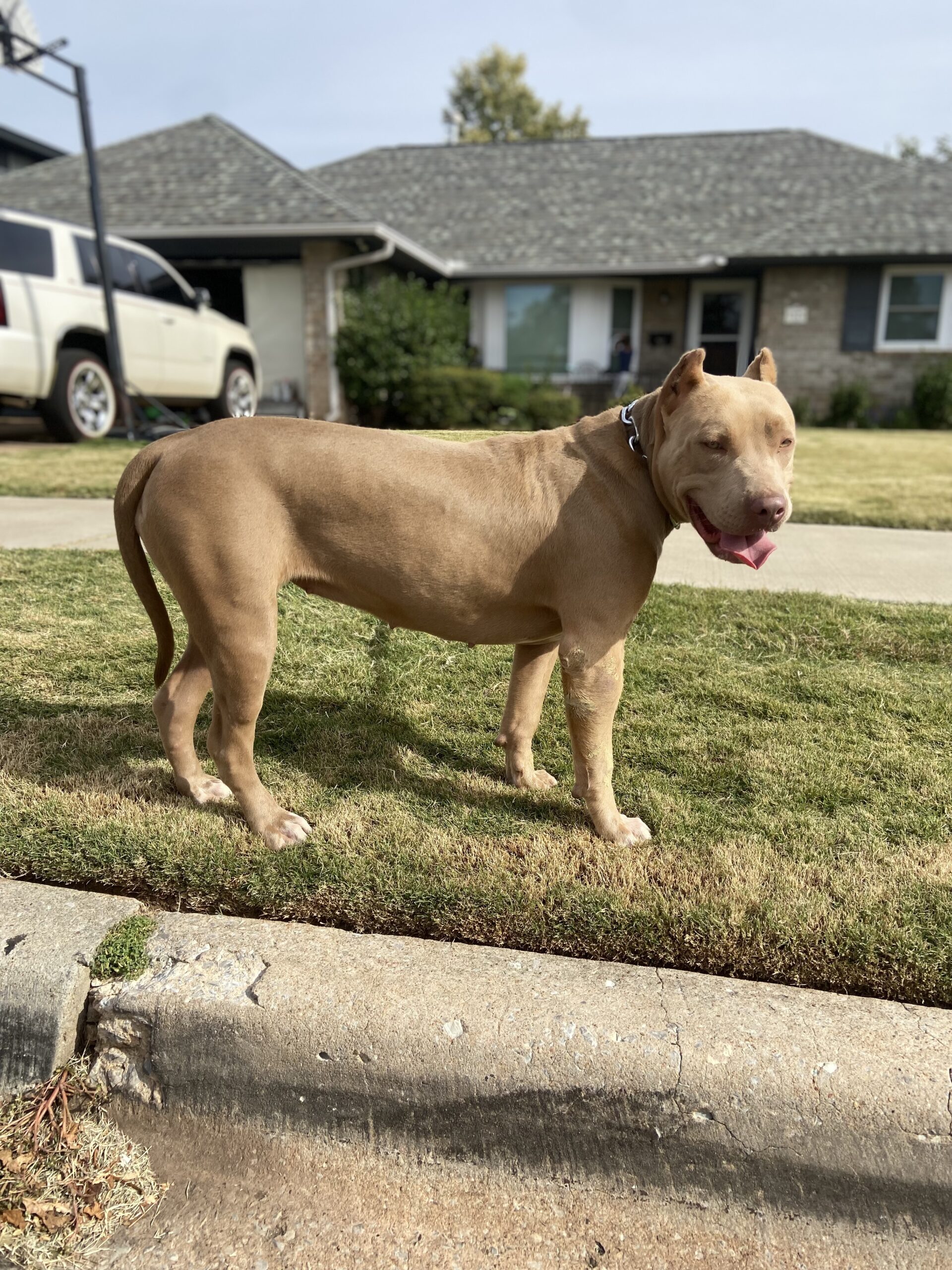 Dog Featured Image