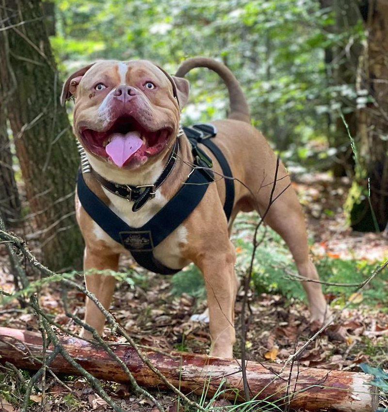 Dog Featured Image