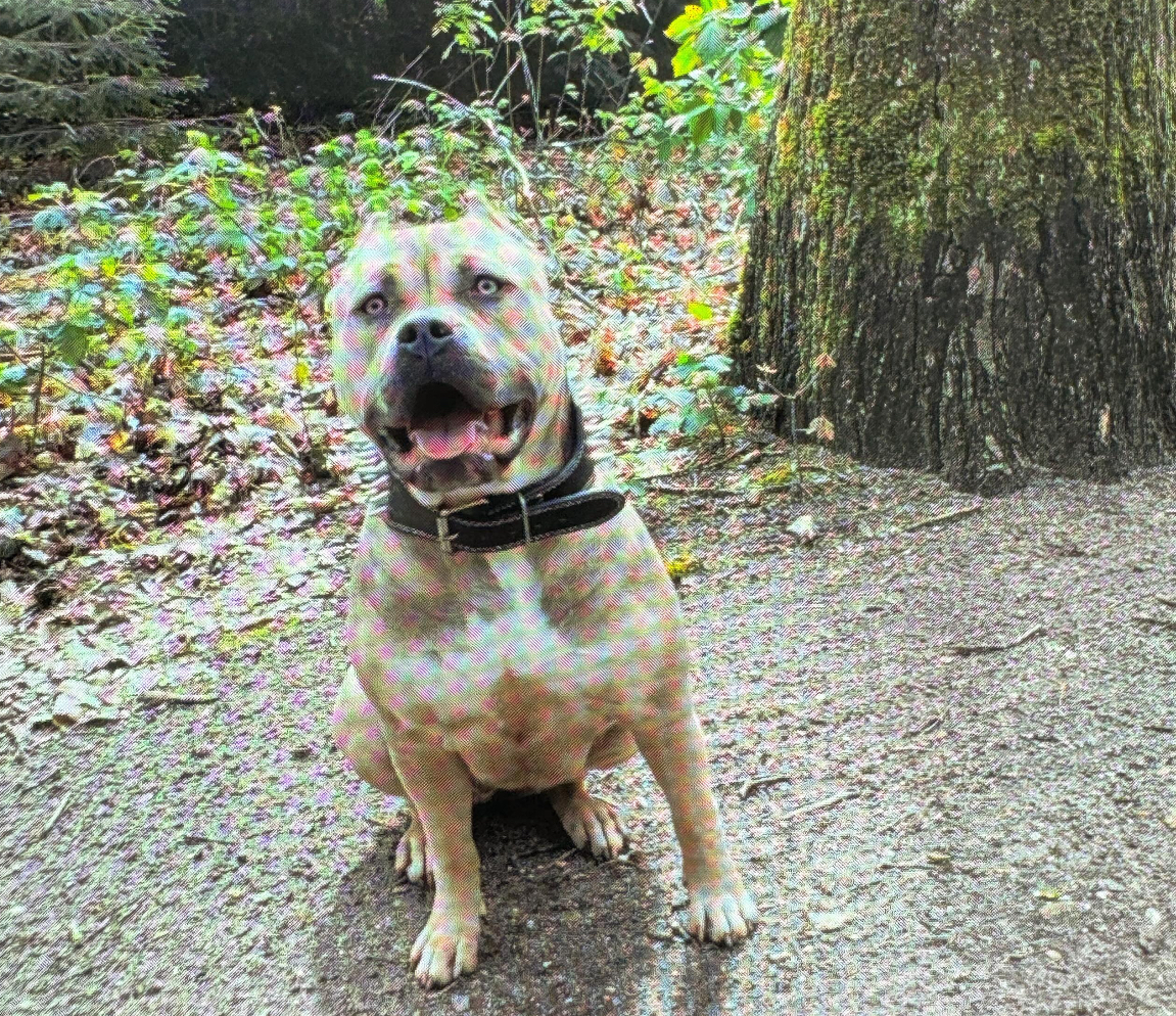 Dog Featured Image