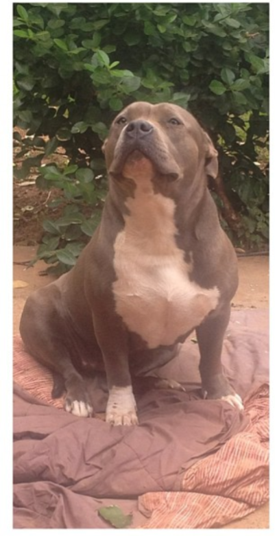 Dog Featured Image