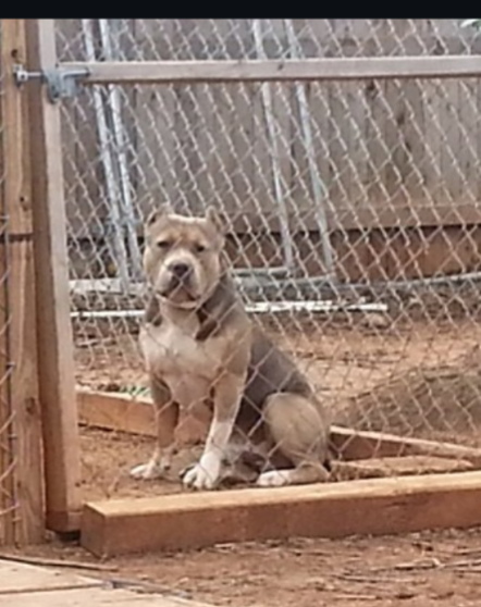 Dog Featured Image