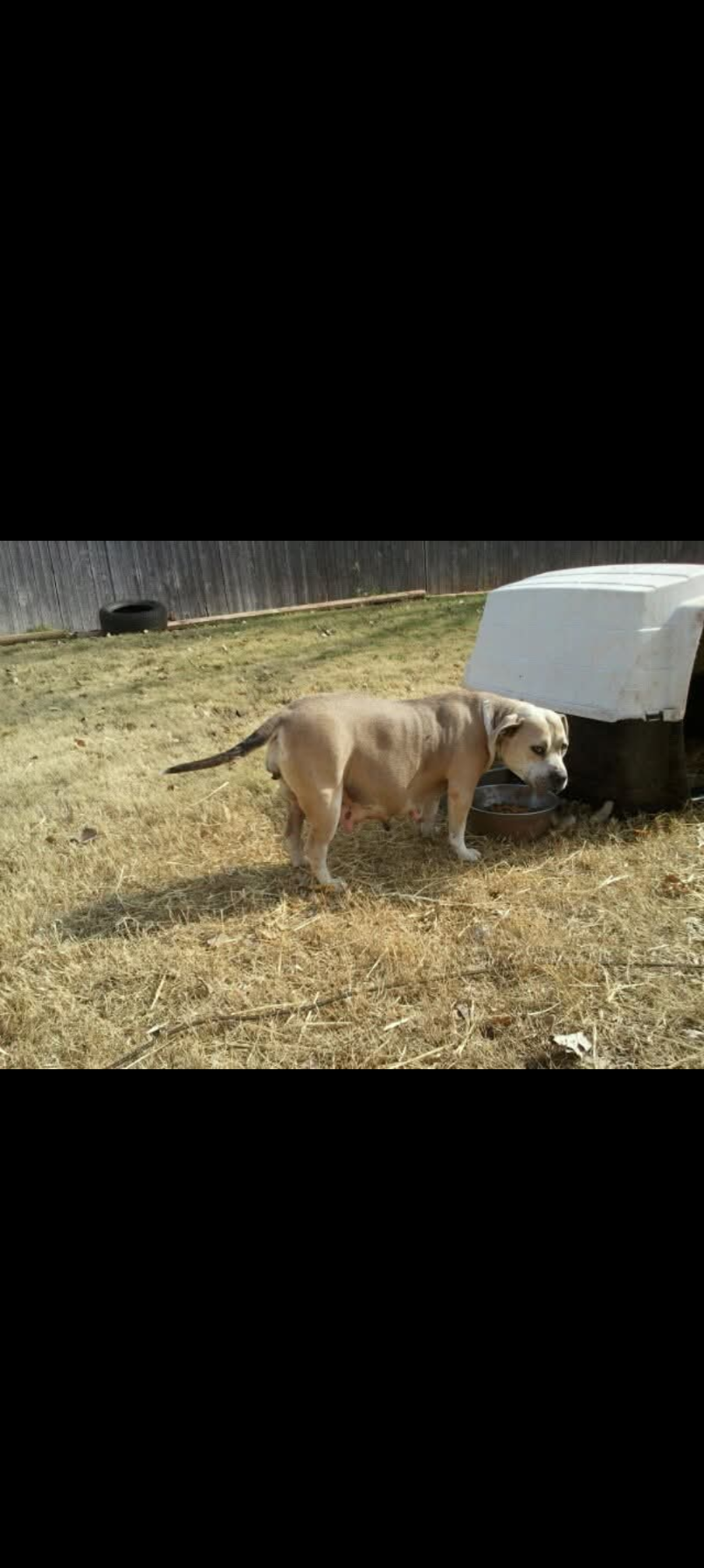 Dog Featured Image