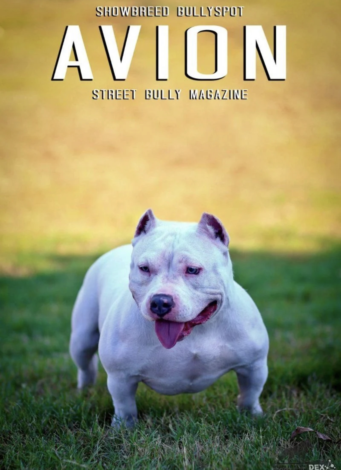 Dog Featured Image