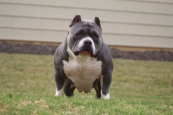 Dog Featured Image