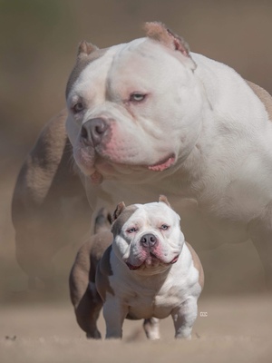 Dog Featured Image