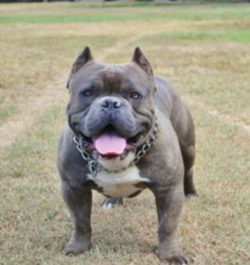 Dog Featured Image