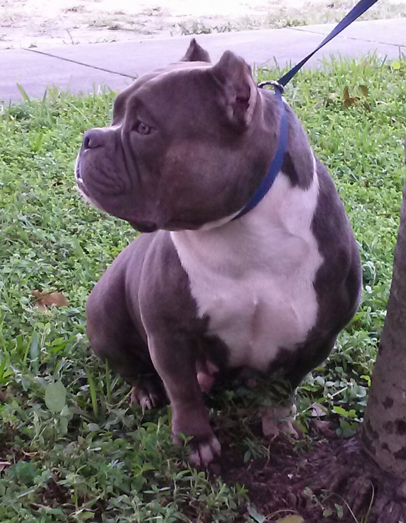 Dog Featured Image
