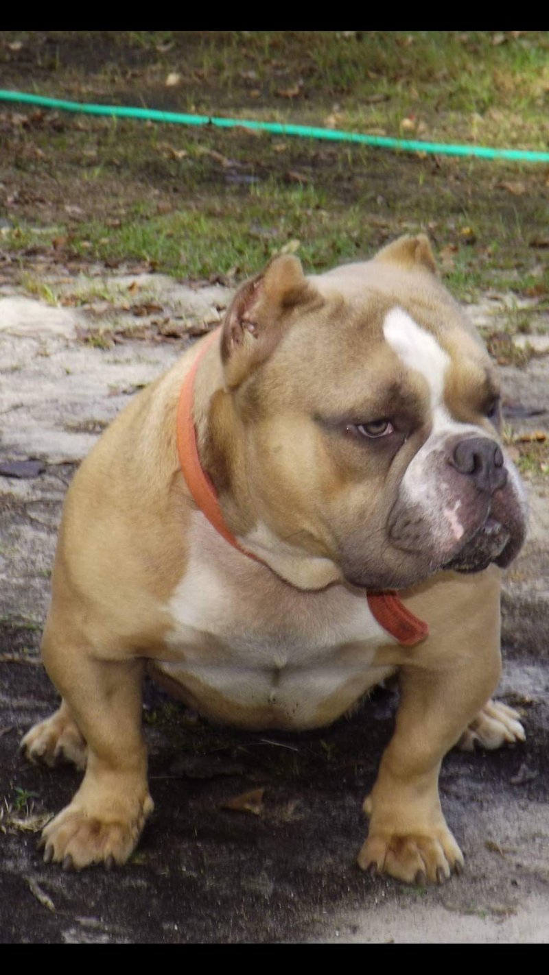 Dog Featured Image