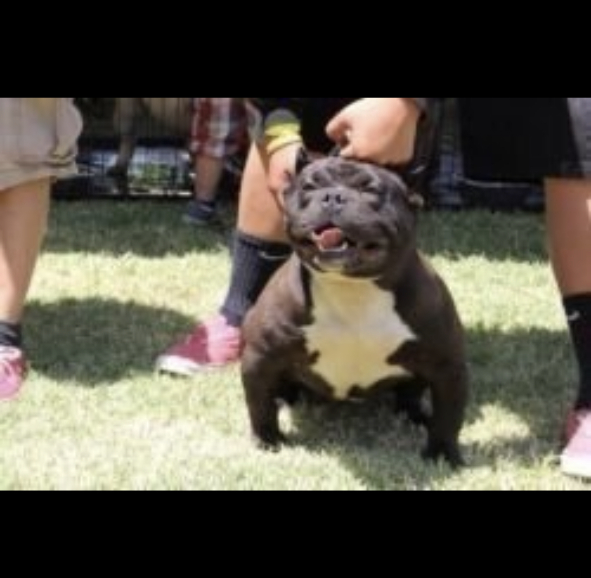Dog Featured Image