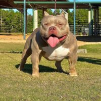 Dog Featured Image