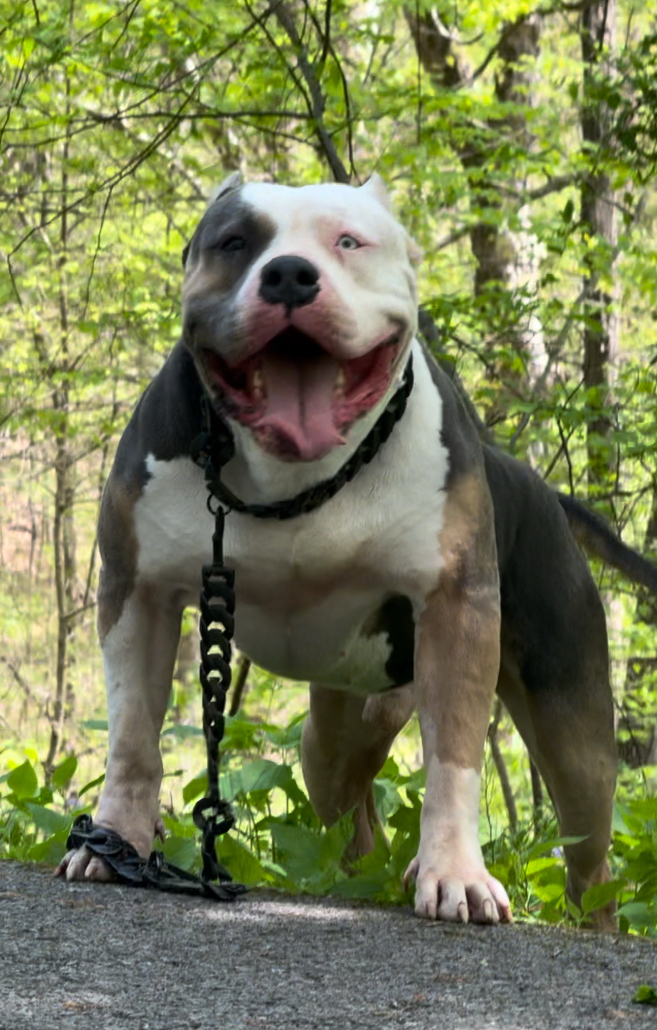 Dog Featured Image