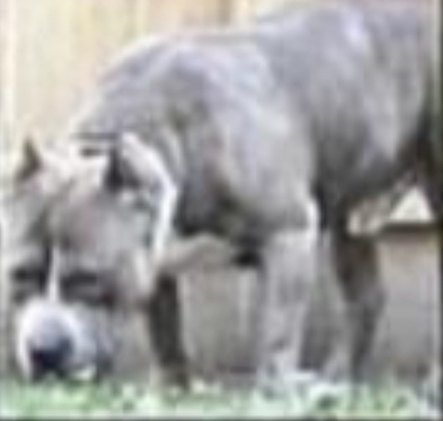 Dog Featured Image