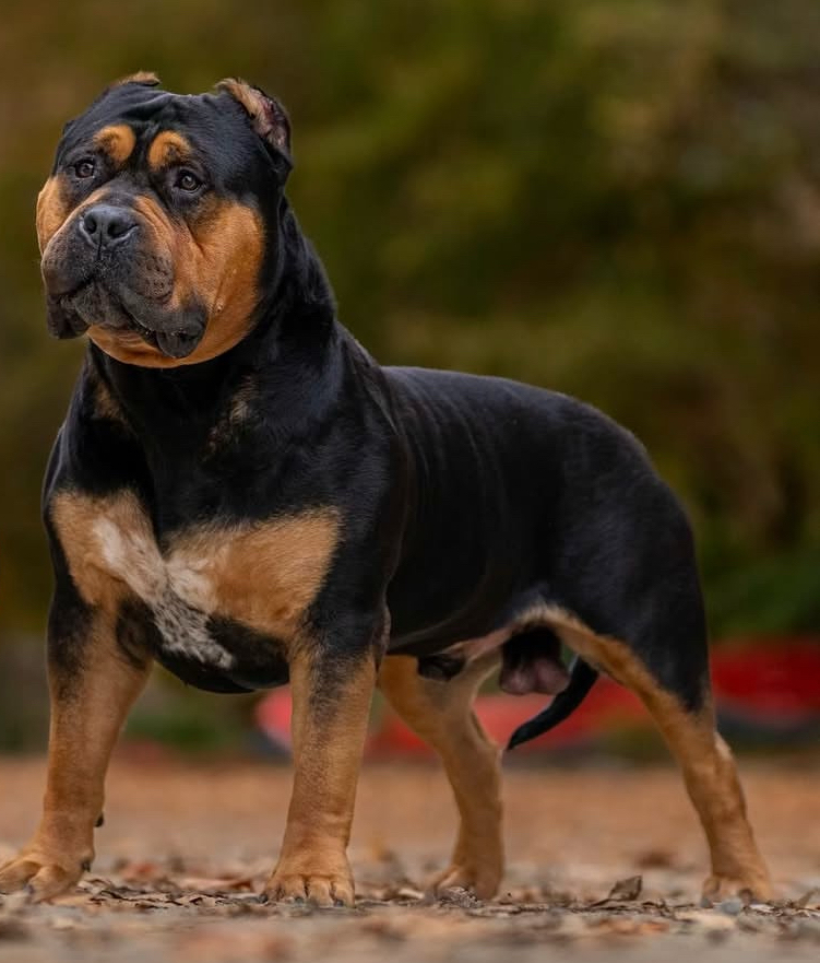 Dog Featured Image