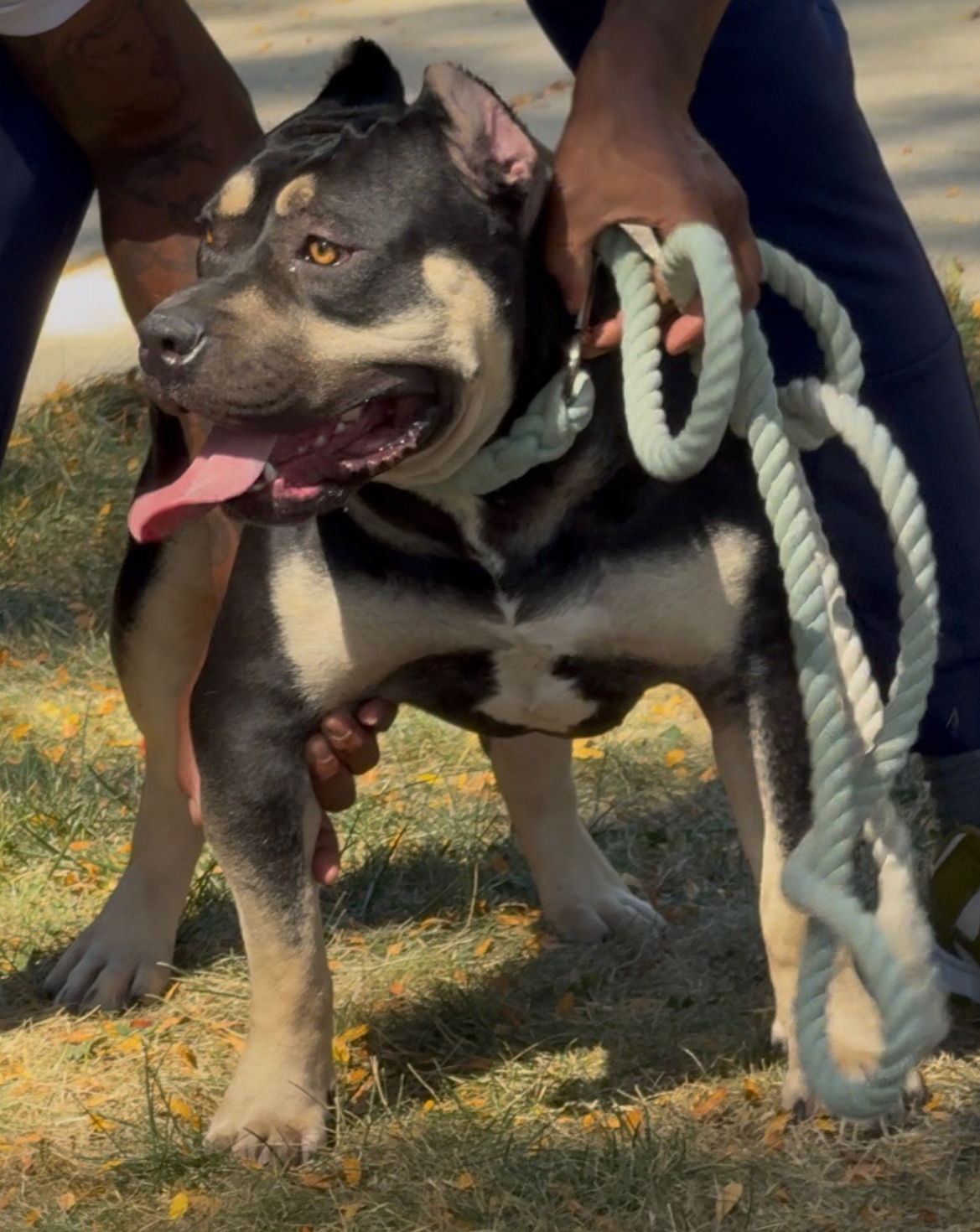 Dog Featured Image
