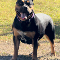 Dog Featured Image