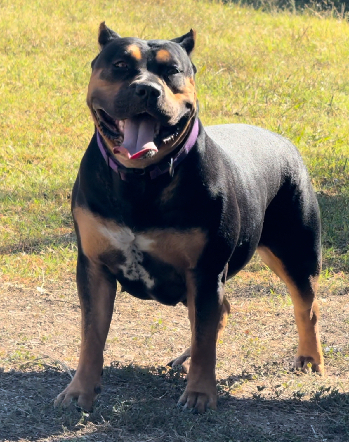 Dog Featured Image