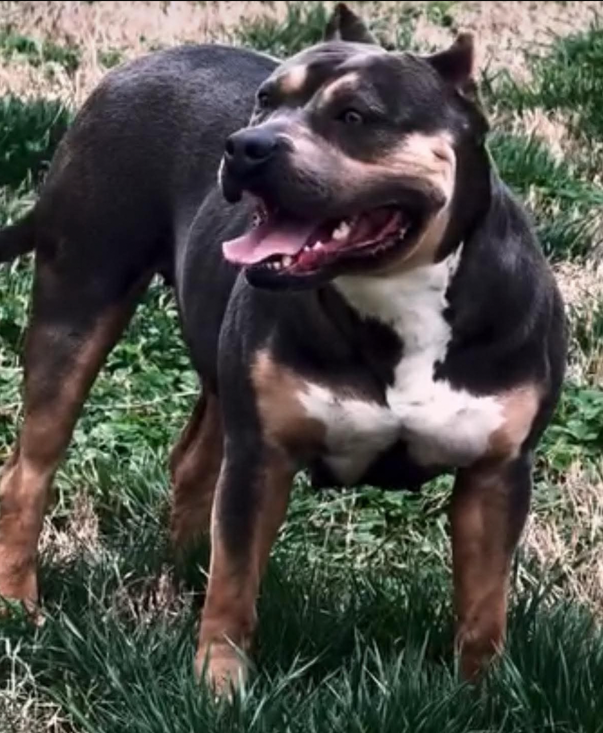 Dog Featured Image