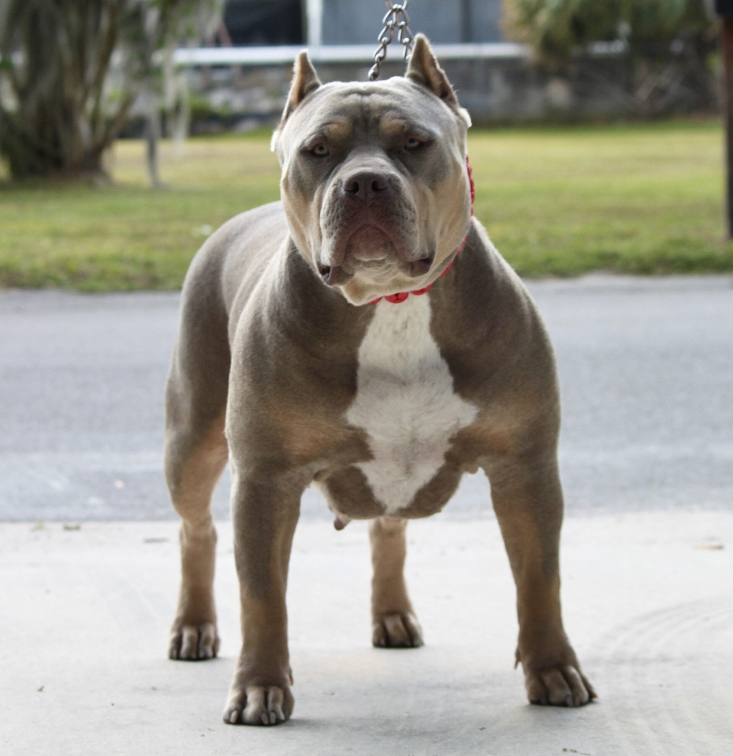 Dog Featured Image