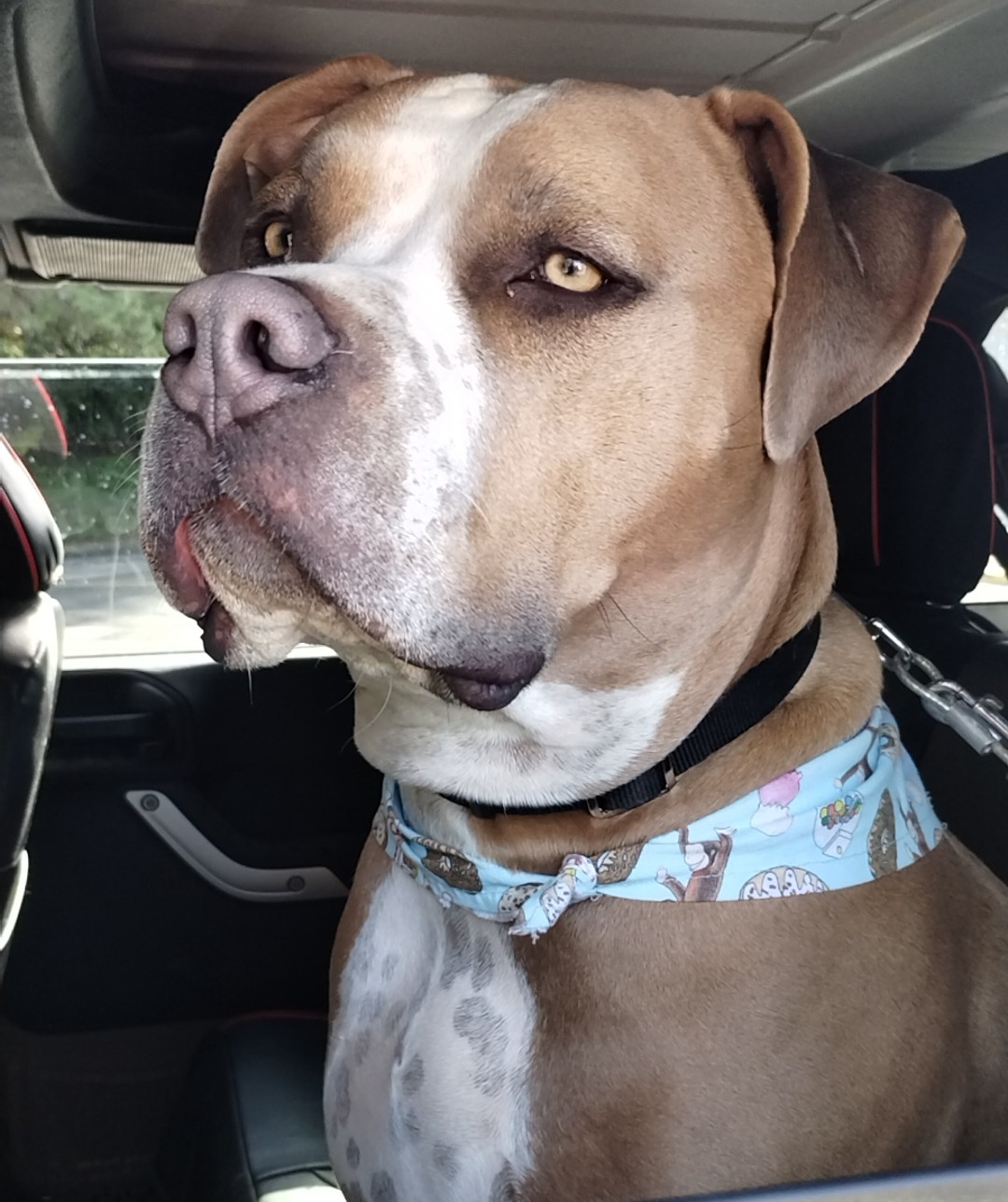 Dog Featured Image