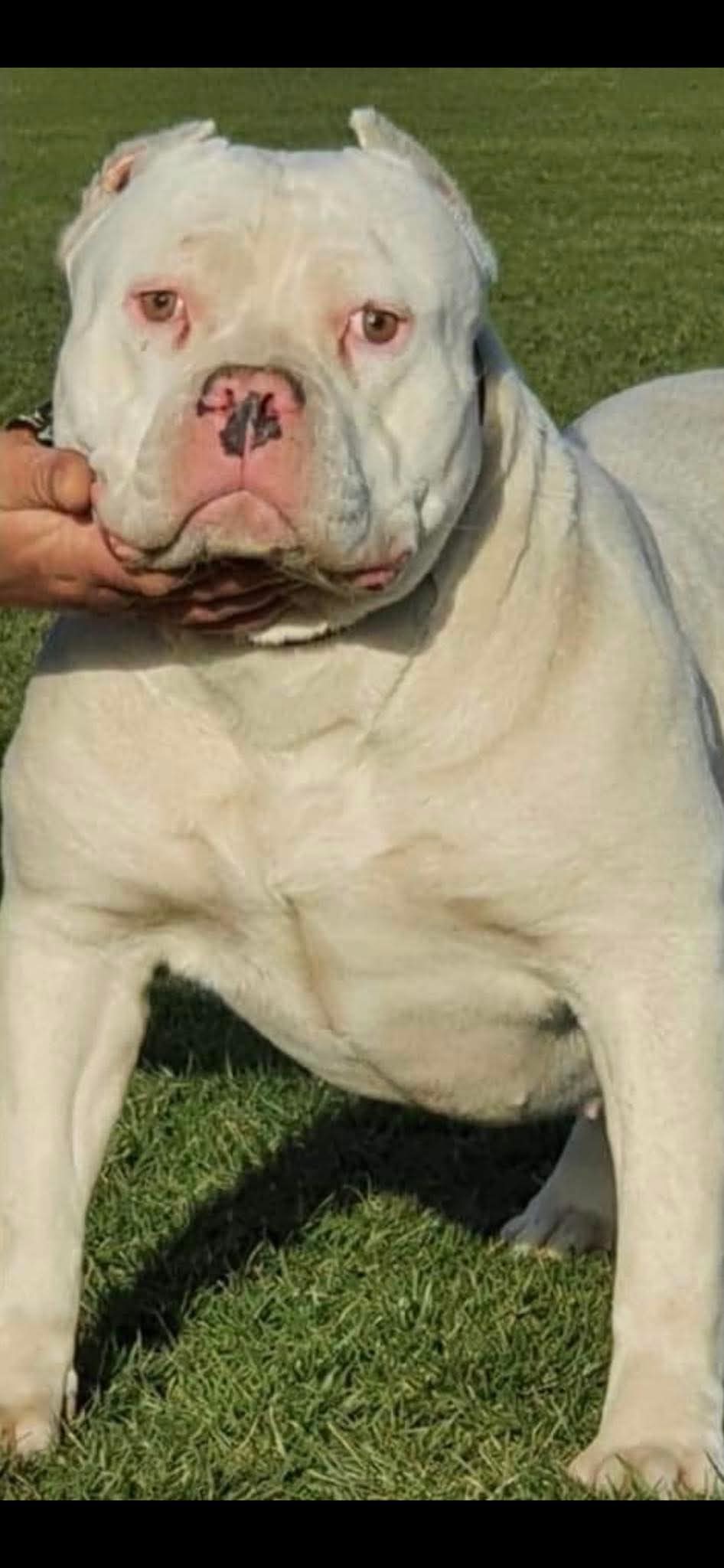 Dog Featured Image