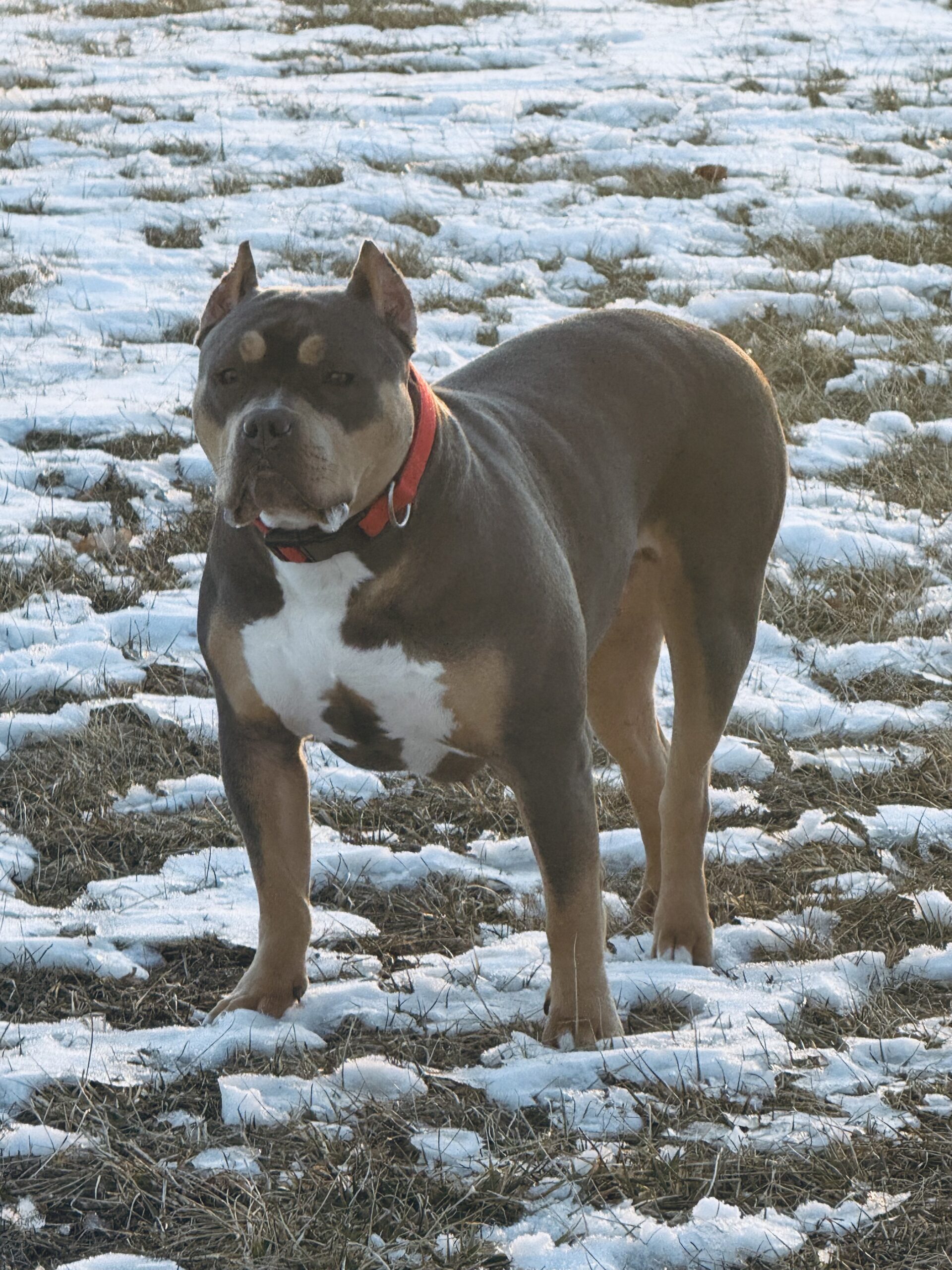 Dog Featured Image