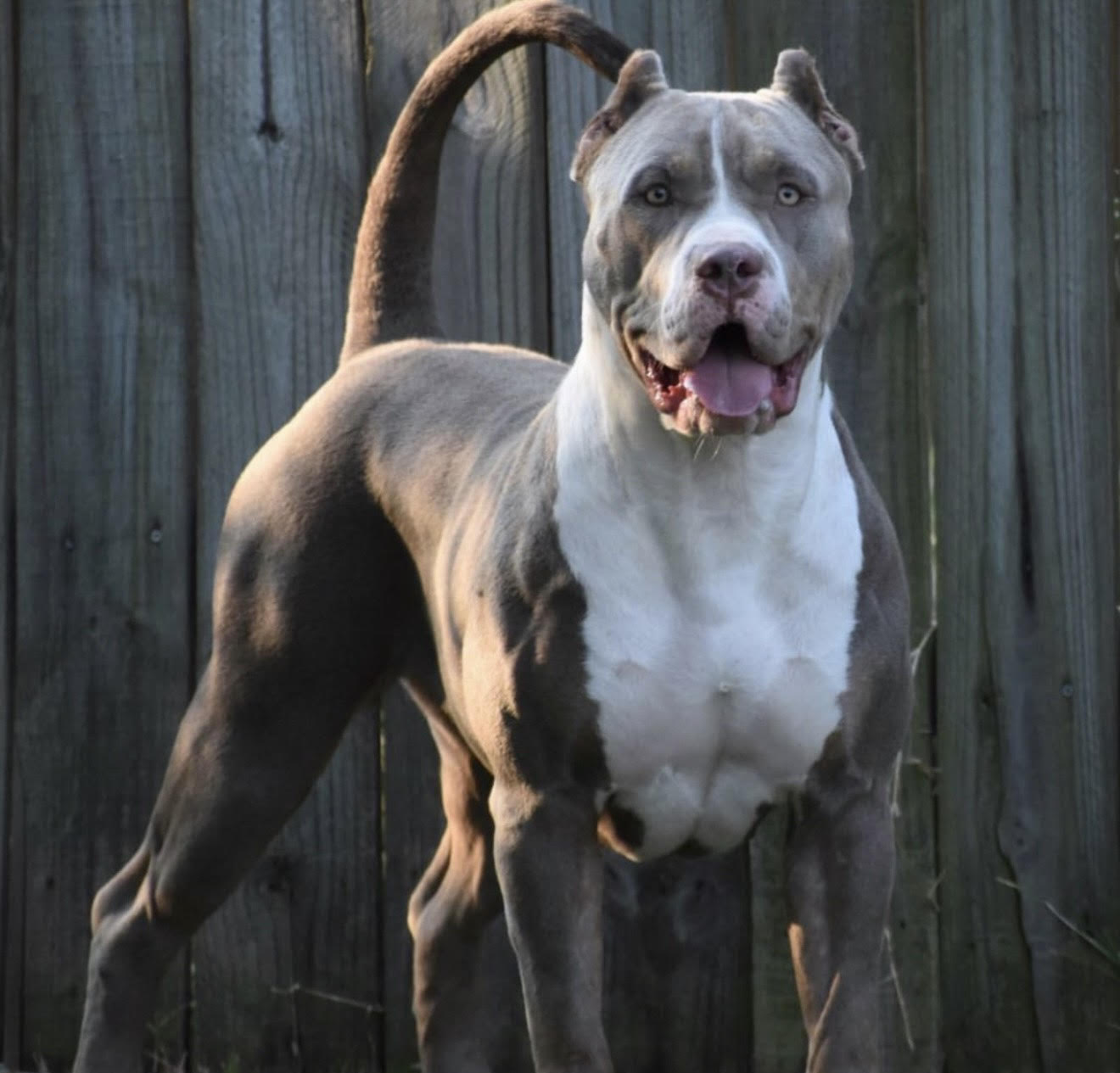 Dog Featured Image