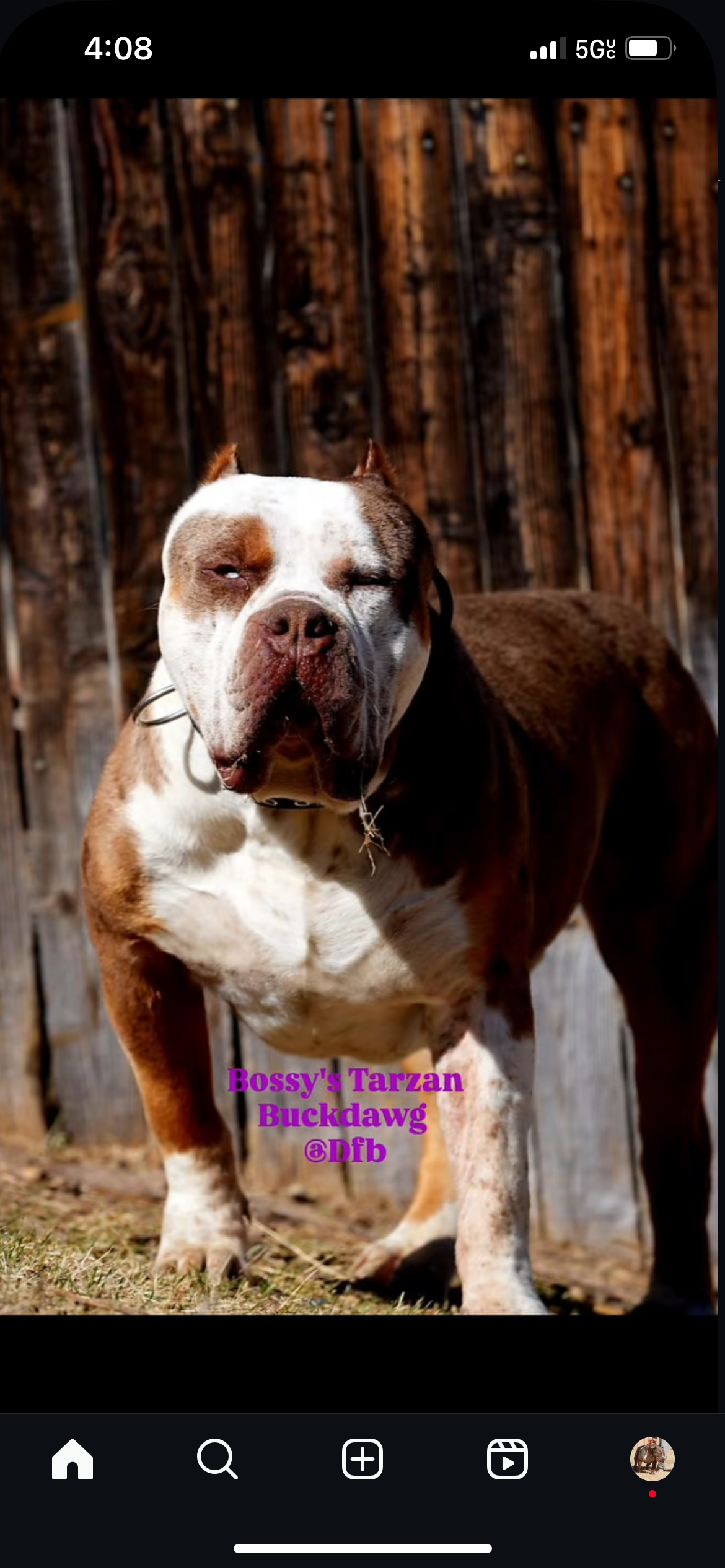 Dog Featured Image