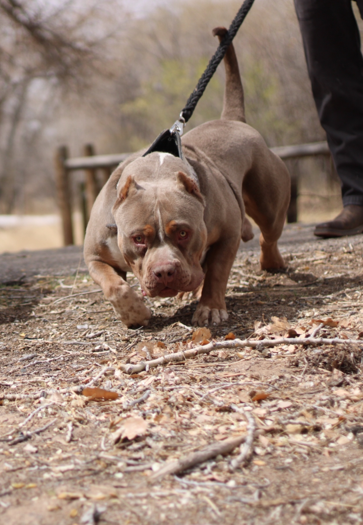 Dog Featured Image