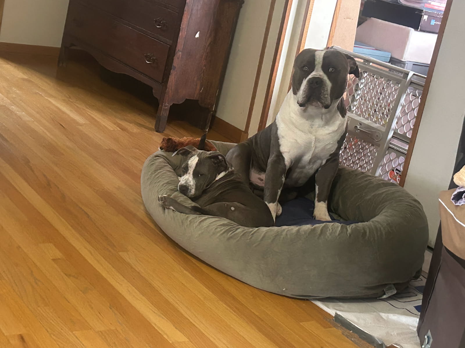 Dog Featured Image