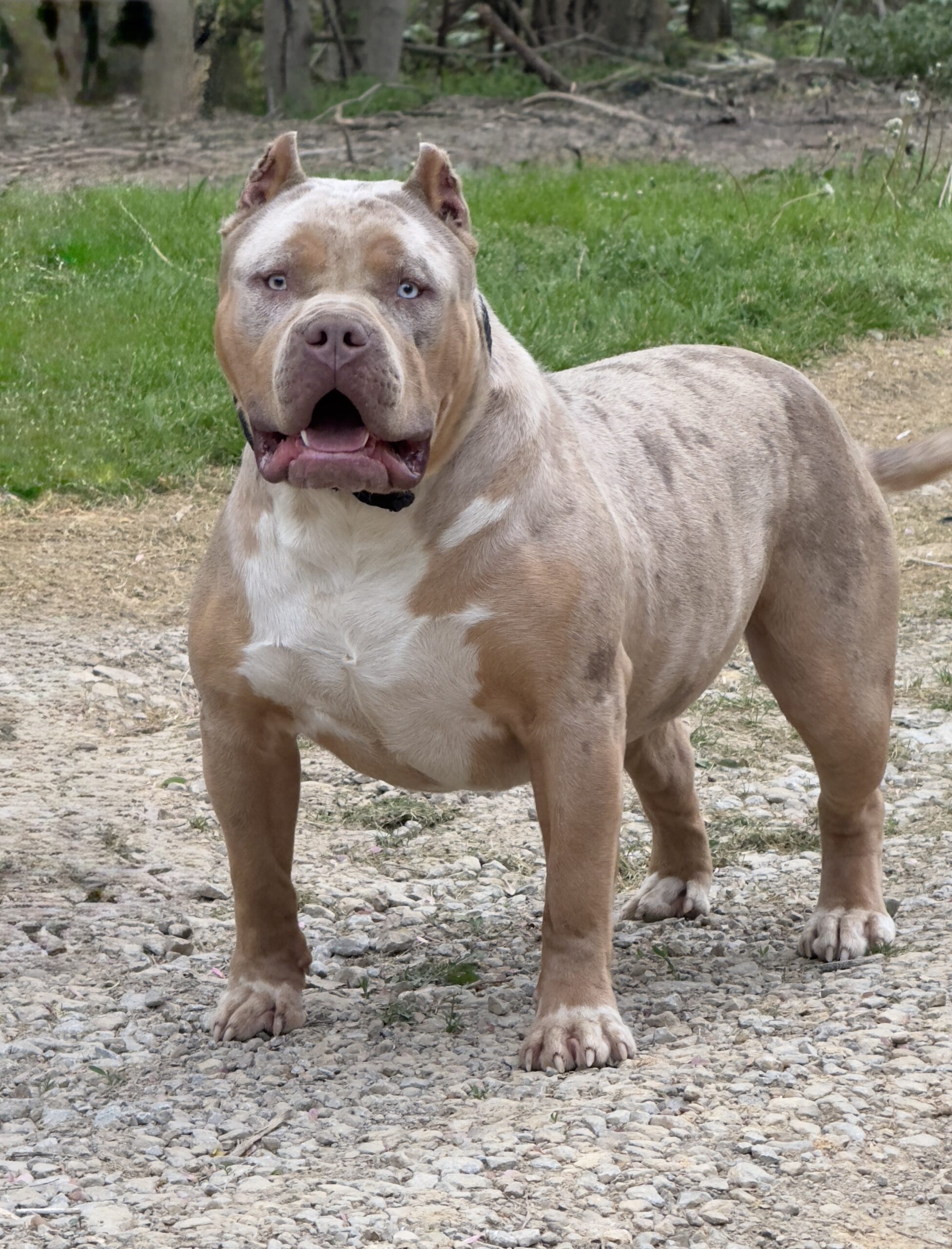 Dog Featured Image