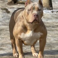 Dog Featured Image