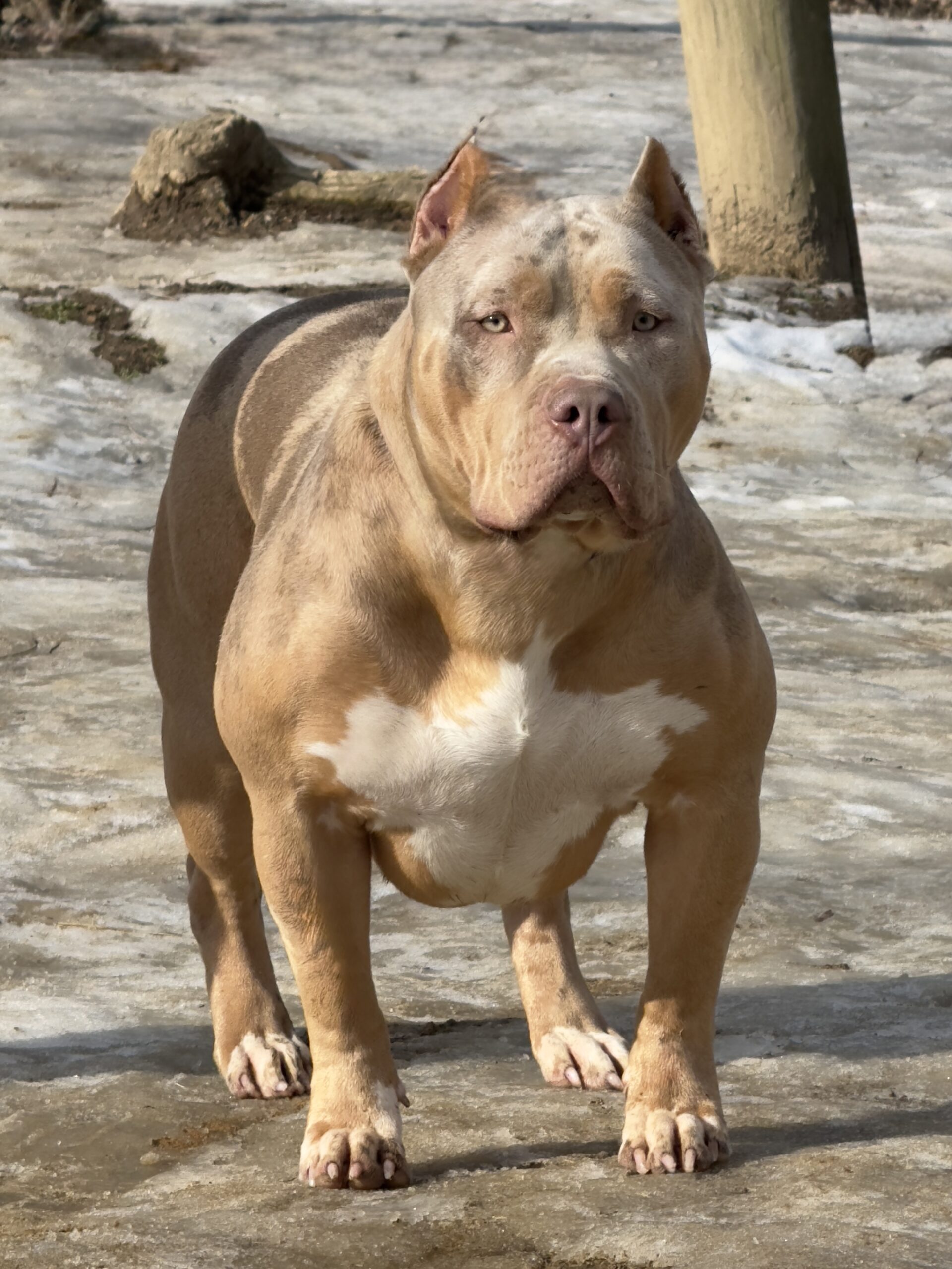 Dog Featured Image