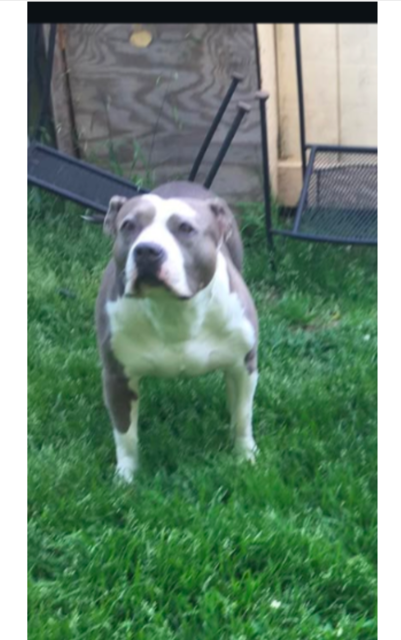 Dog Featured Image