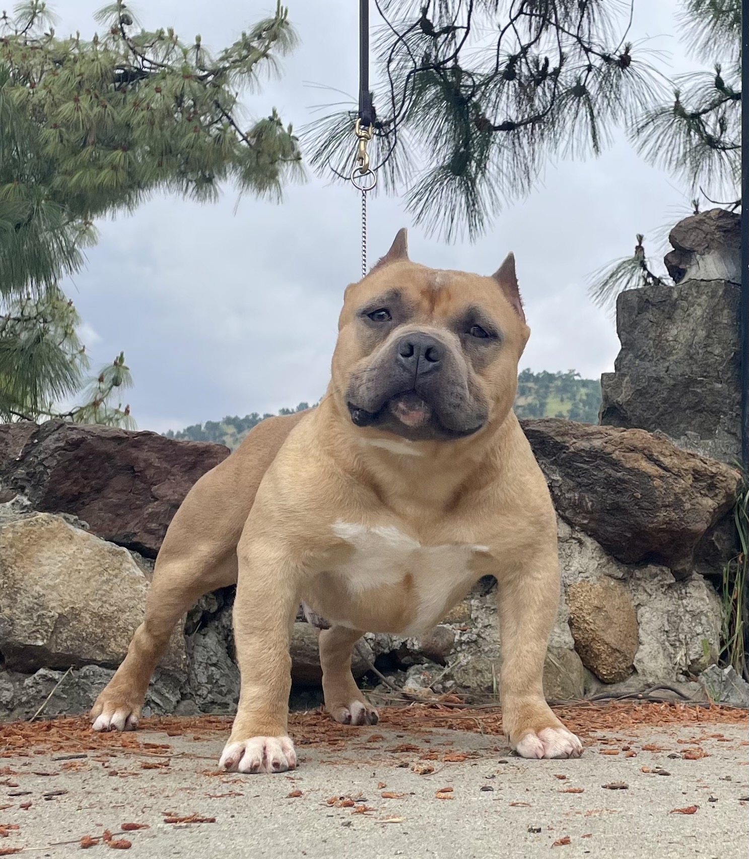 Dog Featured Image