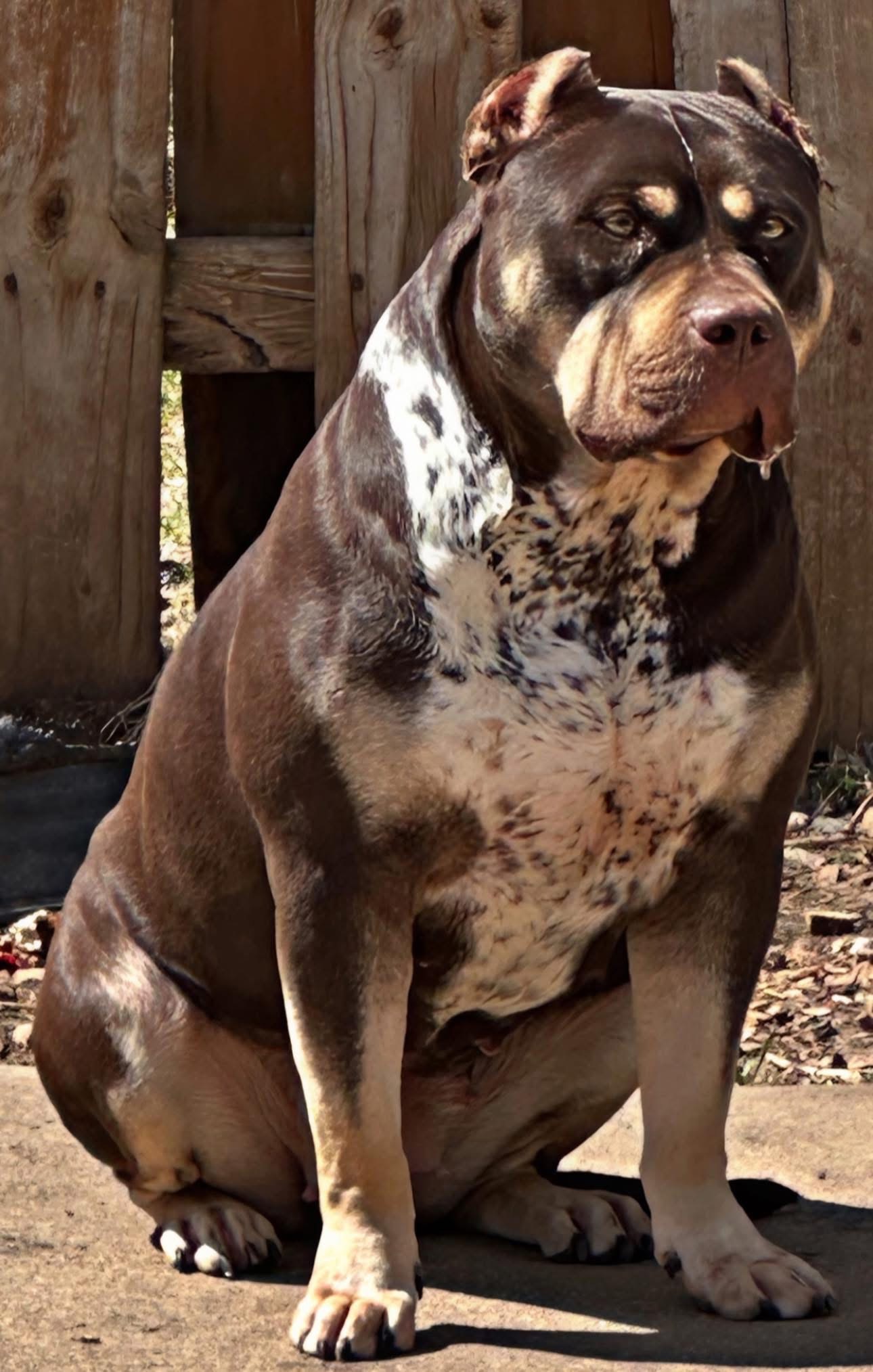 Dog Featured Image
